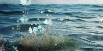 海花岛会送物业费吗？